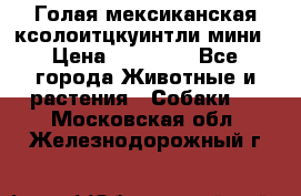 Голая мексиканская ксолоитцкуинтли мини › Цена ­ 20 000 - Все города Животные и растения » Собаки   . Московская обл.,Железнодорожный г.